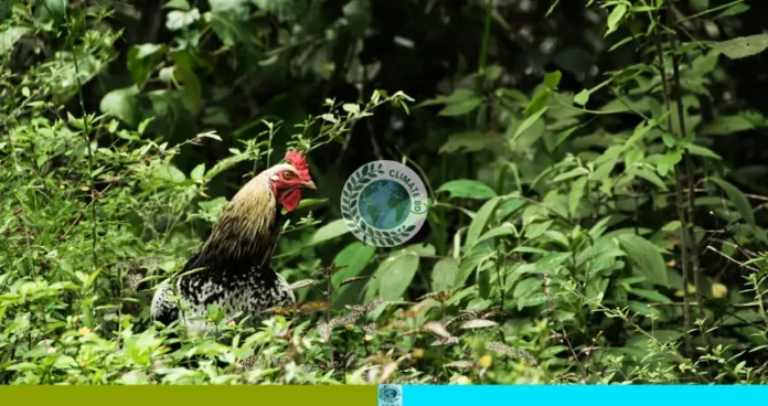 বন মুরগি ও মোরগের অবমুক্ত