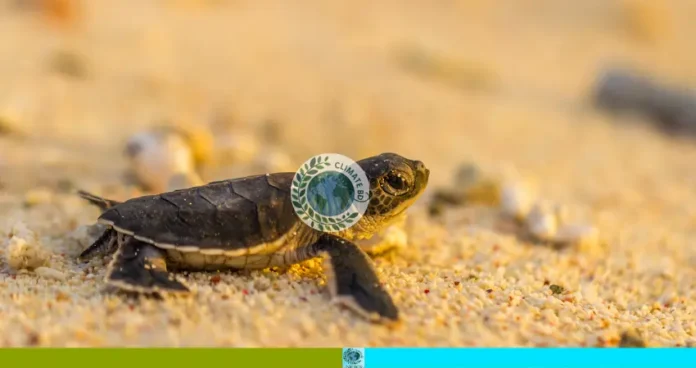 কাছিমদের ডিম