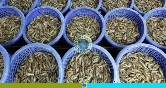 চিংড়ি চাষ