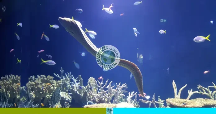 গ্লাস ঈল মাছের অভিবাসন