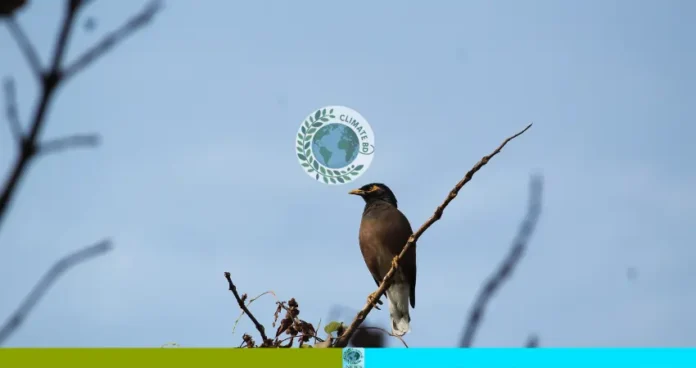 পাহাড়ি ময়না