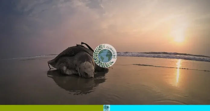 কক্সবাজার সৈকতে মৃত কচ্ছপ