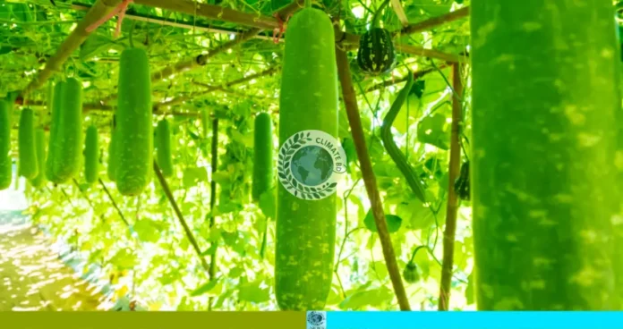 ছাদ বাগান বায়ু দূষণ