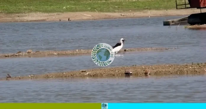 বাইক্কা বিলে পাখির সংখ্যা
