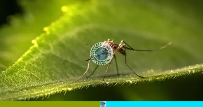 ঢাকার মশা সমস্যার