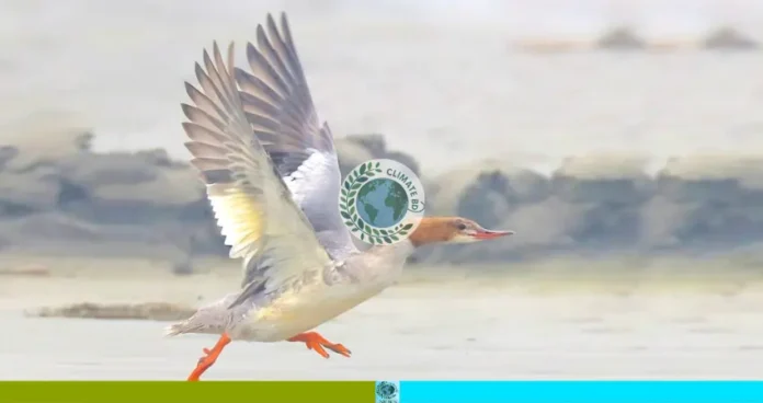 পরিযায়ী পাখির অভিবাসন