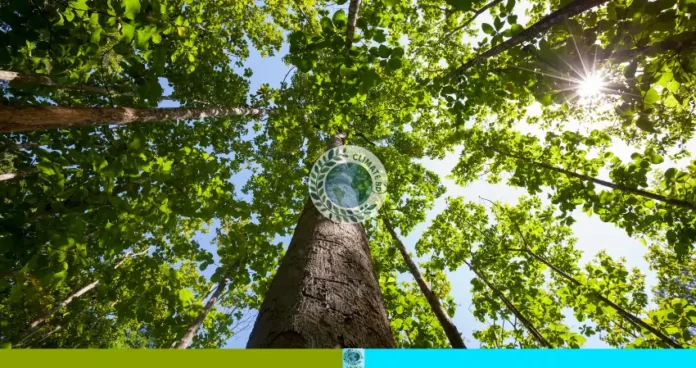 সেগুন গাছের কুপ্রভাব