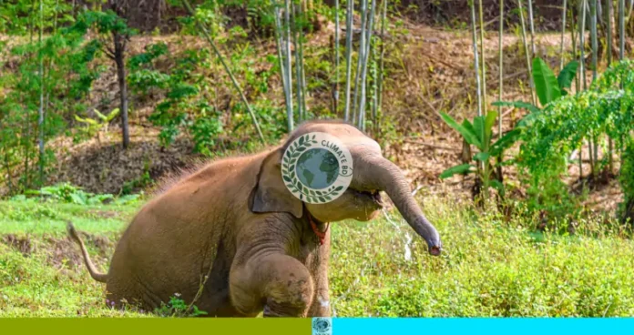 বন্যপ্রাণী রক্ষা