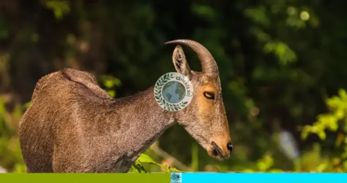 উদ্ধার হওয়া নীলগাই সাফারি পার্কে