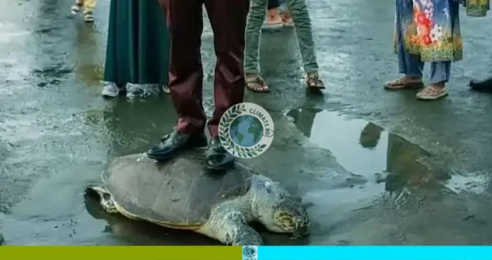 মৃত মা কাছিমের পিঠে দাঁড়িয়ে ছবি