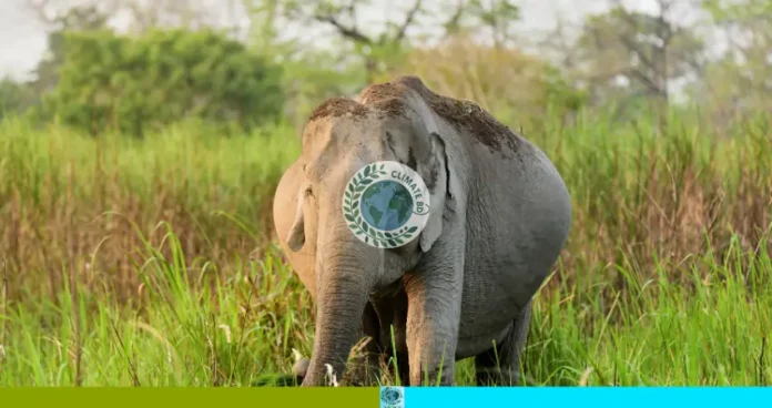 প্রসব বেদনায় মৃত মা বন্যহাতি