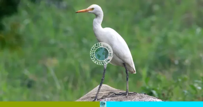বক কীভাবে পরিবেশকে সুরক্ষা দেয়
