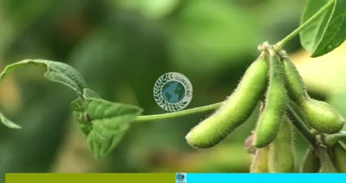 লক্ষ্মীপুর সয়াবিন রাজধানী