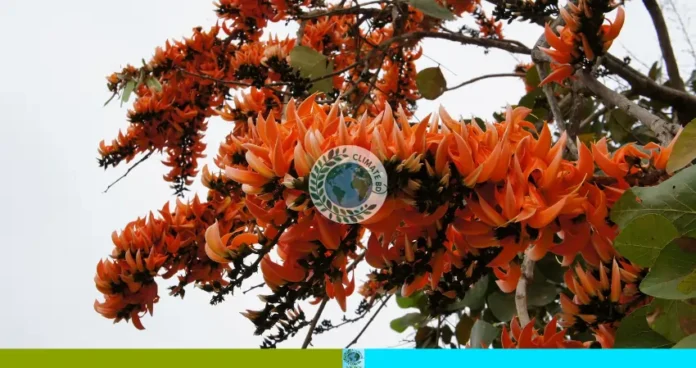 বসন্তে প্রকৃতির নতুন রঙ