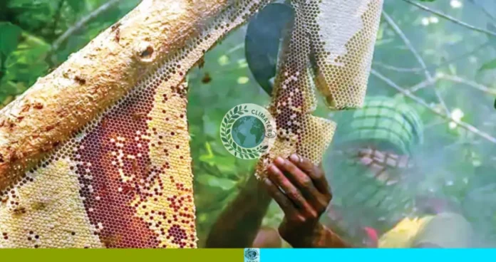 মৌসুমের আগেই চুরি হচ্ছে সুন্দরবনের মধু