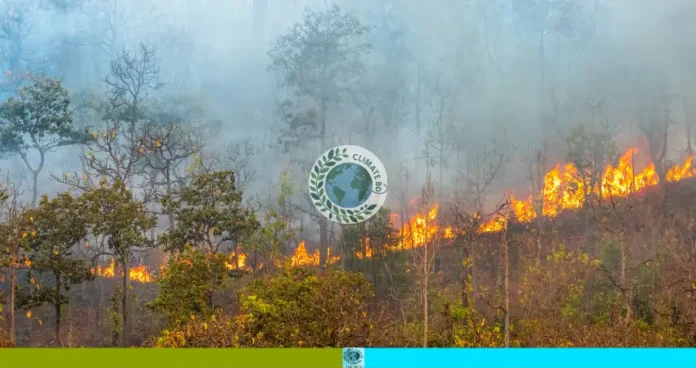 সিংড়া শালবনে ভয়াবহ আগুনে