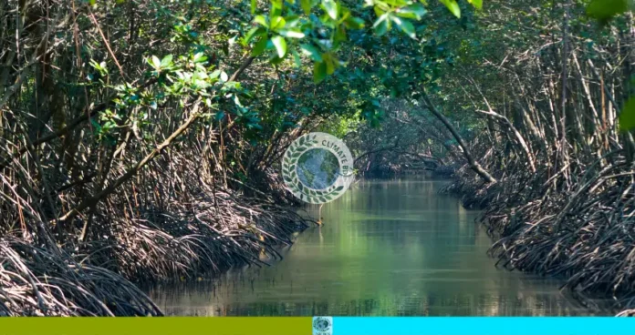 সুন্দরবনে গোলপাতা আহরণ