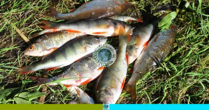 হাওড়ে মাছ লুট ও সংঘর্ষ