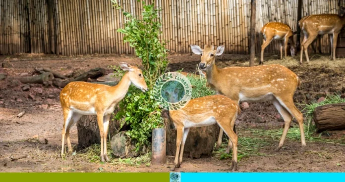 গজনী অবকাশে ১৭ বন্য প্রাণী জব্দ