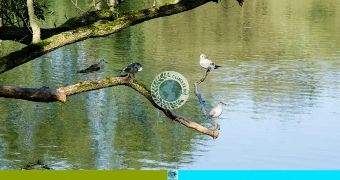 গ্রামীণ পুকুরে ঝাঁকে ঝাঁকে পাখি