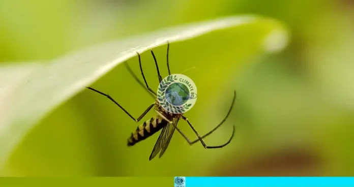 মশা নিয়ন্ত্রণে ব্যর্থ ঢাকা