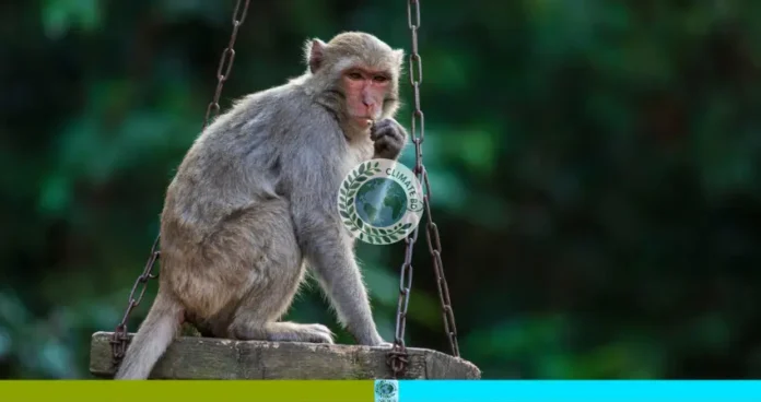 লজ্জাবতী বানর উদ্ধার অভিযান