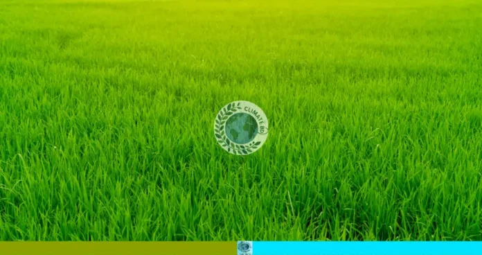 আখ ও ধানের যৌথ চাষ