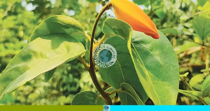 একটি রহস্যময় উদ্ভিদের গল্প