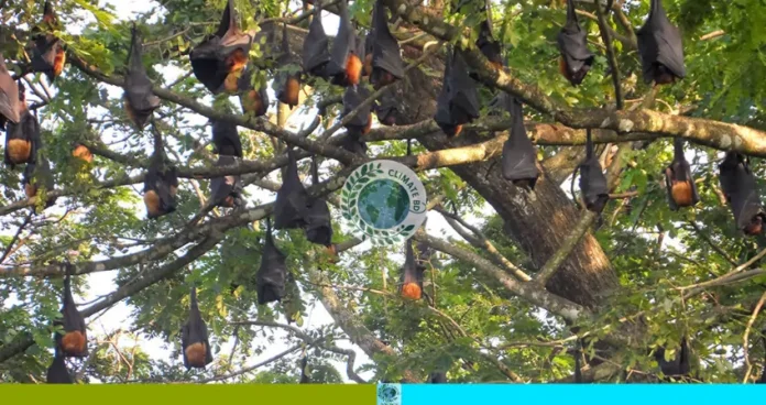নান্দাইলে রহস্যময় বাদুড় কলোনি