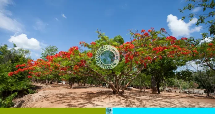এক নতুন প্রাকৃতিক আর্কিটেকচার