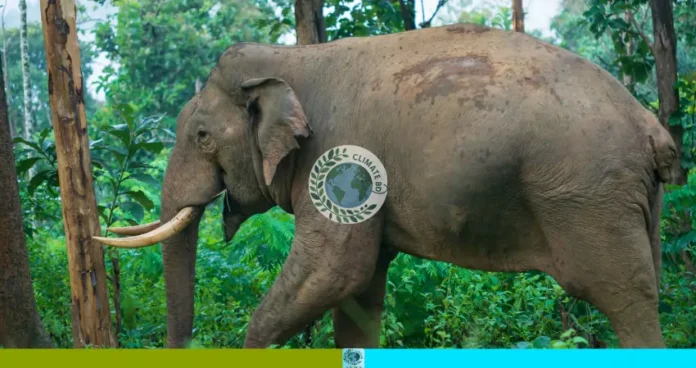 নেত্রকোনায় ভারতীয় বুনো হাতির তাণ্ডব