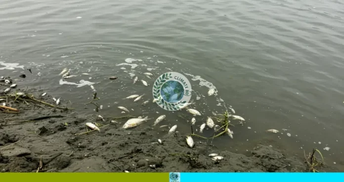 মেঘনায় পানি এখনো বিষাক্ত