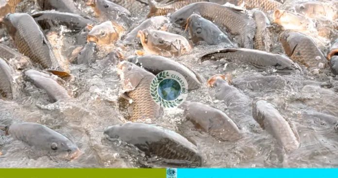 মেঘনায় মাছ ধরায় নিষেধাজ্ঞা শেষ