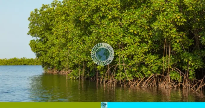 সুন্দরবনের জীবনসংগ্রাম